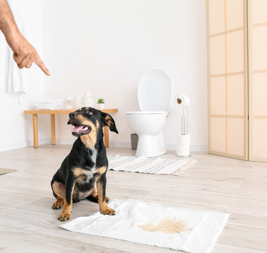 Puppy Potty Training Made Easy: A Step-by-Step Guide