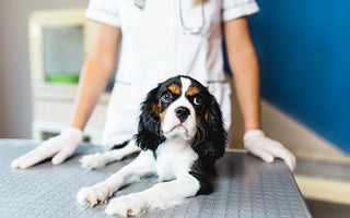 Advantages and Disadvantages of Spaying and Neutering