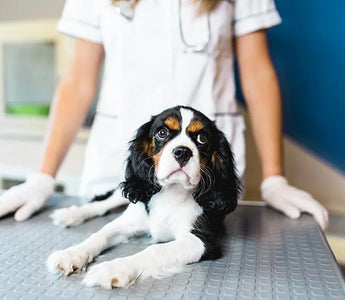 Advantages and Disadvantages of Spaying and Neutering