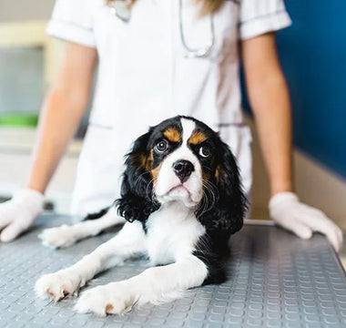 Advantages and Disadvantages of Spaying and Neutering