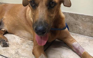 Let Them Eat Eggs: How One Simple Food Helped Save Our Dog’s Life