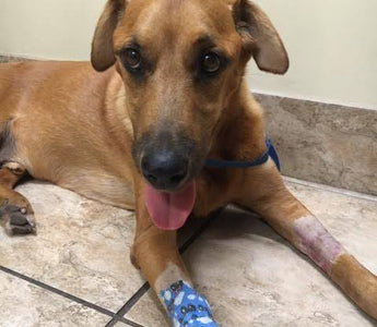 Let Them Eat Eggs: How One Simple Food Helped Save Our Dog’s Life