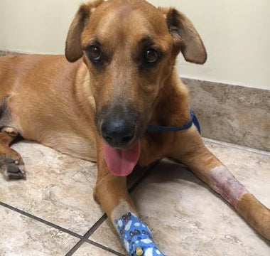 Let Them Eat Eggs: How One Simple Food Helped Save Our Dog’s Life