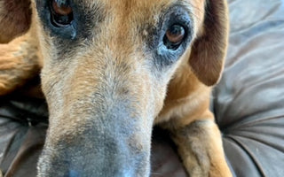 Understanding Dogs and Their Allergies