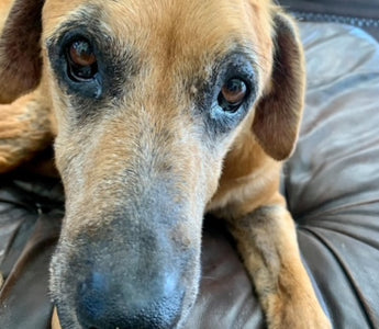 Understanding Dogs and Their Allergies