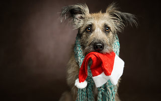 Why Do Dogs Suckle and What Does It Mean?