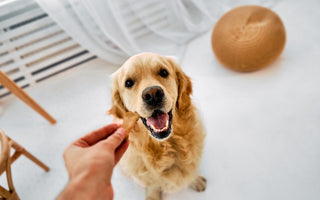 Golden retriever being handed a treat by its owner, with a wooden ball toy nearby