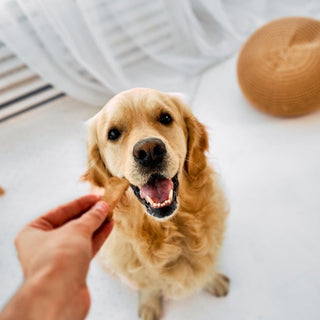 Golden retriever being handed a treat by its owner, with a wooden ball toy nearby