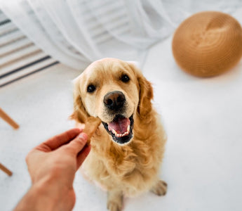 Golden retriever being handed a treat by its owner, with a wooden ball toy nearby