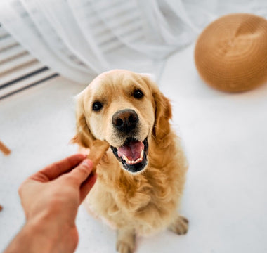 Golden retriever being handed a treat by its owner, with a wooden ball toy nearby