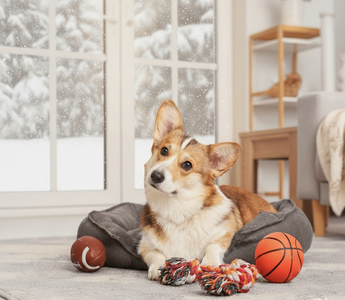 Why Dog Toys Matter (Especially During Winter)