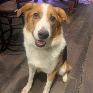 Spring Reset: Helping Your Dog Feel Calm, Confident, and Enriched This Season