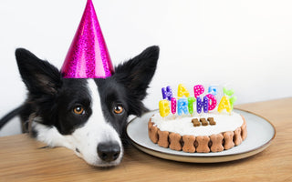 How to Celebrate Your Dog's Birthday