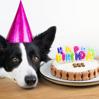 How to Celebrate Your Dog's Birthday