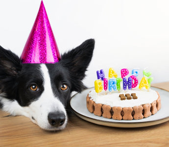 How to Celebrate Your Dog's Birthday