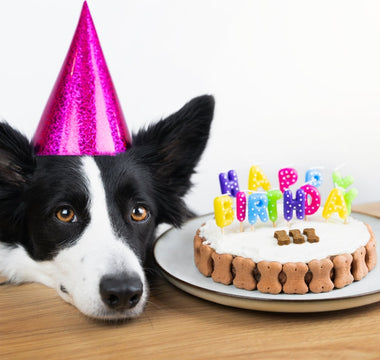 How to Celebrate Your Dog's Birthday