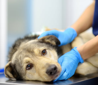 Canine Cancer 101: From Our Pack to Yours