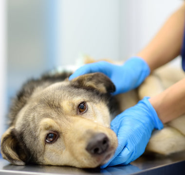 Canine Cancer 101: From Our Pack to Yours