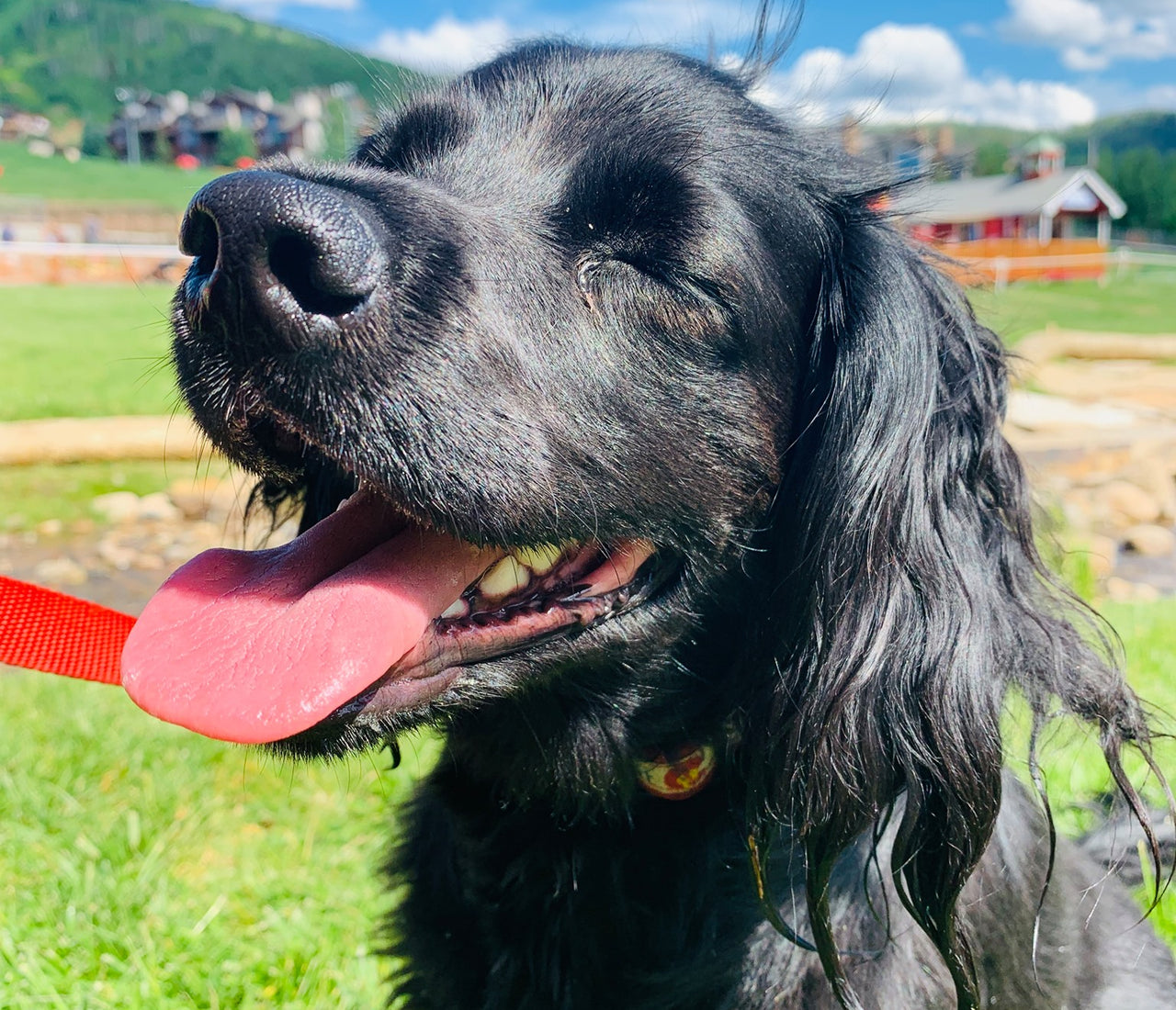Dog Parks – Three Yellow Dogs