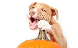 Are Pumpkins Safe For Dogs to Eat?