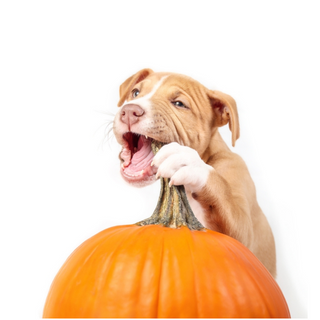 Are Pumpkins Safe For Dogs to Eat?