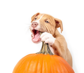 Are Pumpkins Safe For Dogs to Eat?