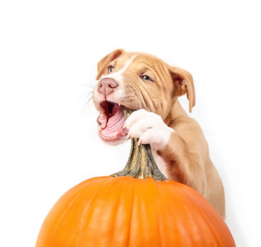 Are Pumpkins Safe For Dogs to Eat?