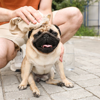 Understanding Heat Strokes in Dogs: Symptoms, Treatment, and Prevention