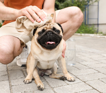 Understanding Heat Strokes in Dogs: Symptoms, Treatment, and Prevention