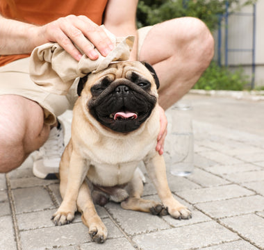 Understanding Heat Strokes in Dogs: Symptoms, Treatment, and Prevention