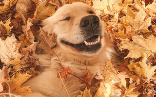 Why Do Dogs Love Playing in Leaves? The Fun Behind This Fall Favorite