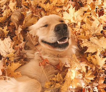 Why Do Dogs Love Playing in Leaves? The Fun Behind This Fall Favorite