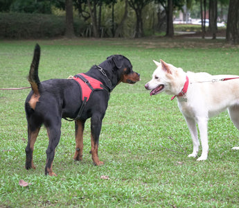 How to properly introduce your new dog to your existing dog(s)