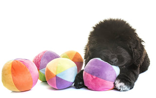 Best Puppy Toys by Age: What Puppies Really Need