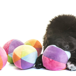 Best Puppy Toys by Age: What Puppies Really Need