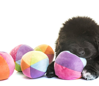 Best Puppy Toys by Age: What Puppies Really Need