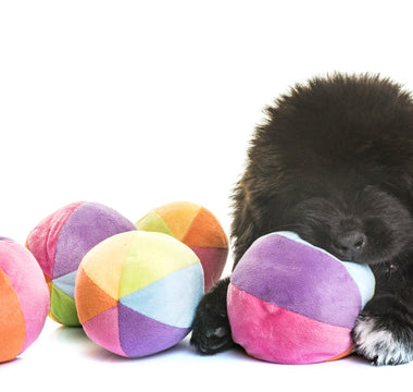Best Puppy Toys by Age: What Puppies Really Need