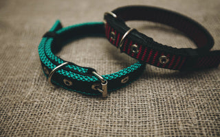 Collar Suffocation in Dogs: The Silent Risk Hiding in Plain Sight