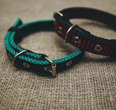 Collar Suffocation in Dogs: The Silent Risk Hiding in Plain Sight