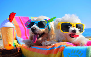 Top Tips for Keeping Your Dog(s) Cool Over the Summer. 😎