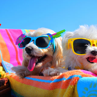 Top Tips for Keeping Your Dog(s) Cool Over the Summer. 😎