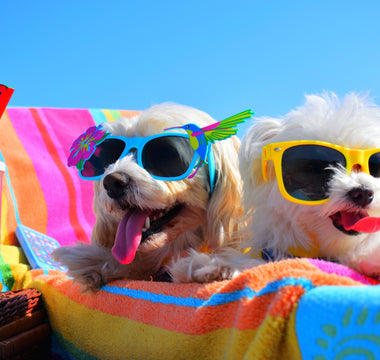 Top Tips for Keeping Your Dog(s) Cool Over the Summer. 😎