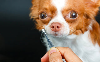 Ticks on Dogs: How to Identify, Remove, and Prevent Them Safely