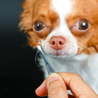 Ticks on Dogs: How to Identify, Remove, and Prevent Them Safely