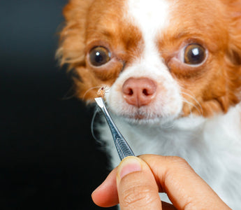 Ticks on Dogs: How to Identify, Remove, and Prevent Them Safely