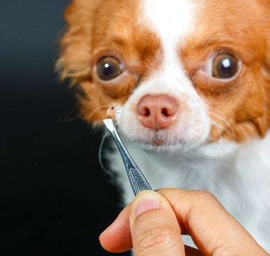 Ticks on Dogs: How to Identify, Remove, and Prevent Them Safely