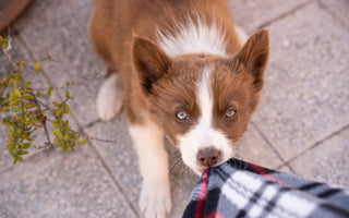 How to Stop Puppy Biting and Mouthing Without Punishment
