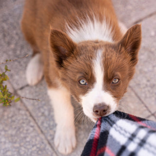 How to Stop Puppy Biting and Mouthing Without Punishment