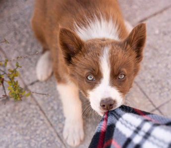 How to Stop Puppy Biting and Mouthing Without Punishment