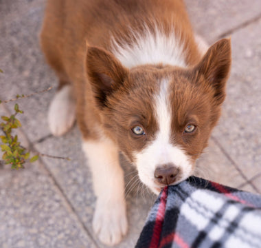 How to Stop Puppy Biting and Mouthing Without Punishment
